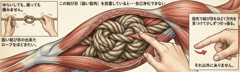 結び目の強い筋肉2